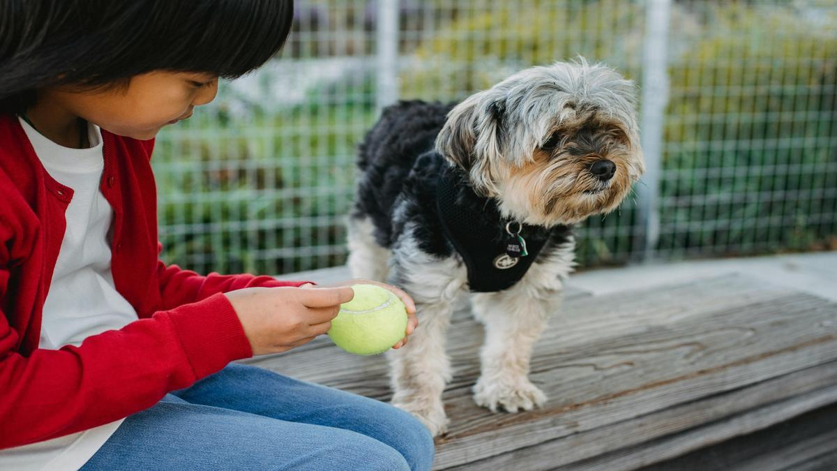 Creazione di accessori faidate per animali domestici