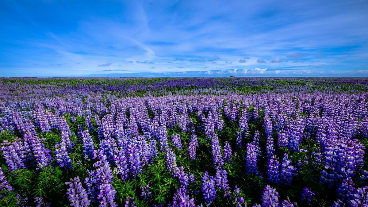 Creazione di aiuole fiorite per giardini ombreggiati