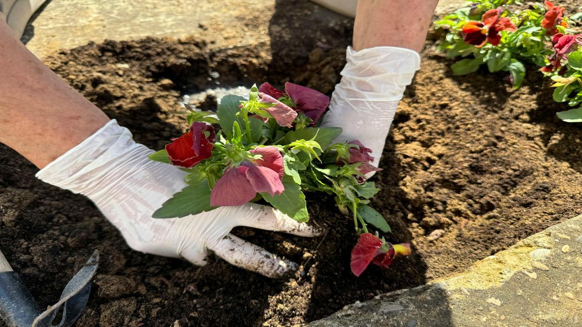 gestione-sostenibile-delle-infestanti-in-giardini-biologici