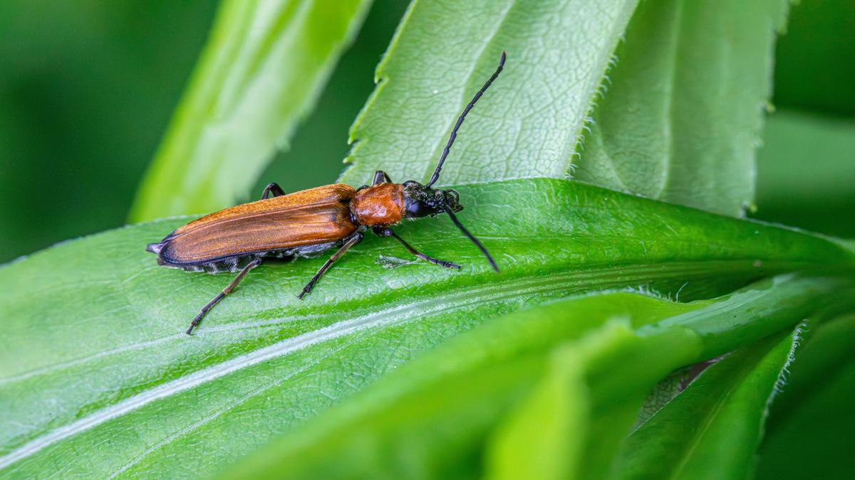 guida-alla-disinfestazione-naturale-della-casa