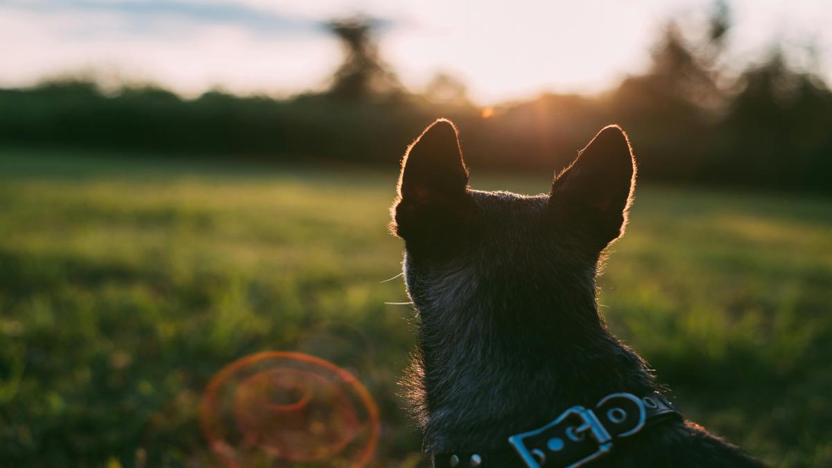 idee-per-l'organizzazione-degli-accessori-per-animali-domestici