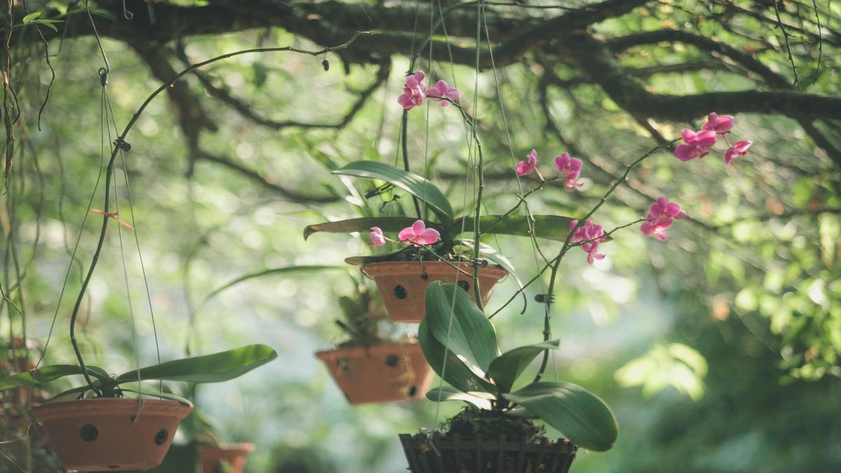 moltiplicazione-delle-orchidee-per-giardini-interni