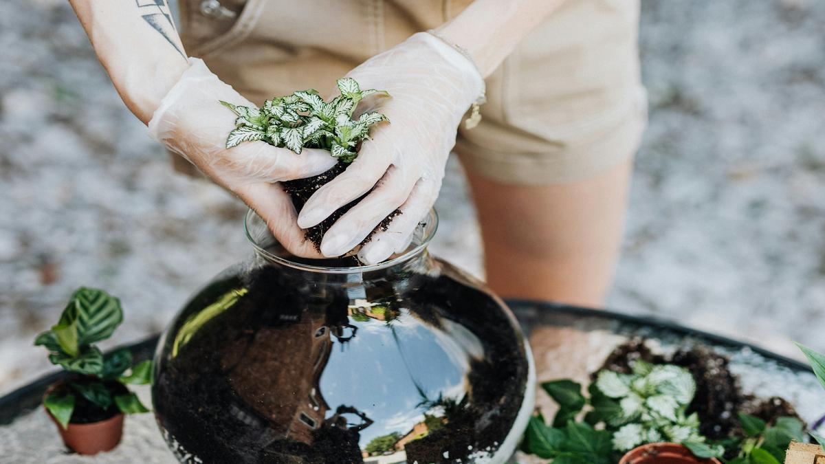 Passaggi per creare un terrario faidate con piante di facile manutenzione