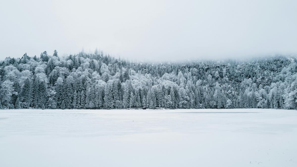 scegliere-alberi-ornamentali-per-allineamenti-stradali