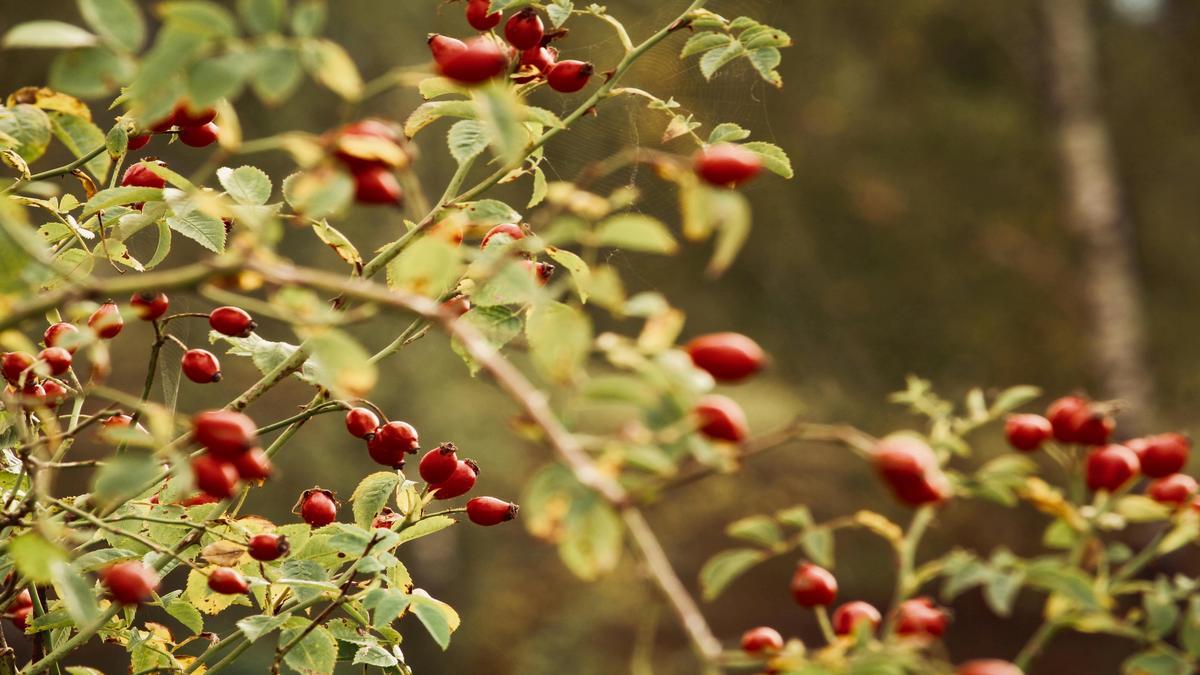 selezione-di-piante-da-frutto-per-piccoli-giardini