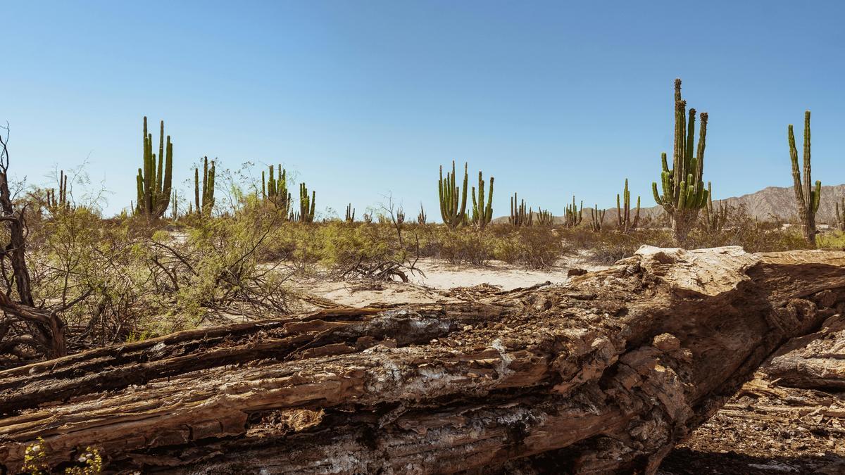 selezione-di-piante-resistenti-alla-siccita-per-clima-caldo