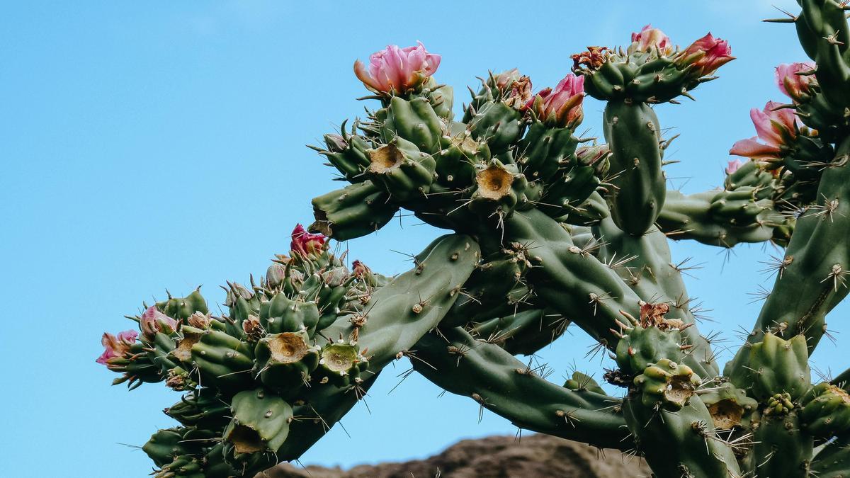 utilizzare-cactus-e-succulente-per-giardini-a-bassa-manutenzione