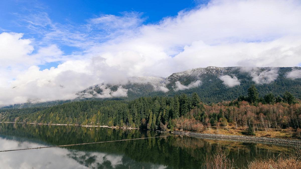 Scegliere la carta da parati con temi forestali per camerette di bambini amanti della natura